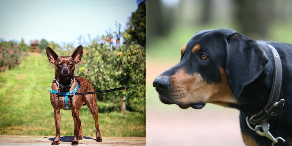 Lithuanian Hound vs Bospin - Breed Comparison
