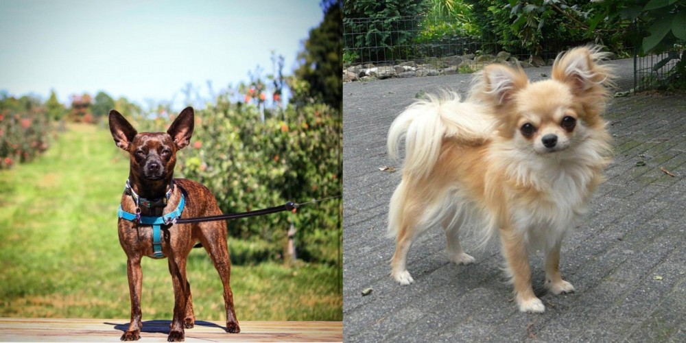 Long Haired Chihuahua vs Bospin - Breed Comparison