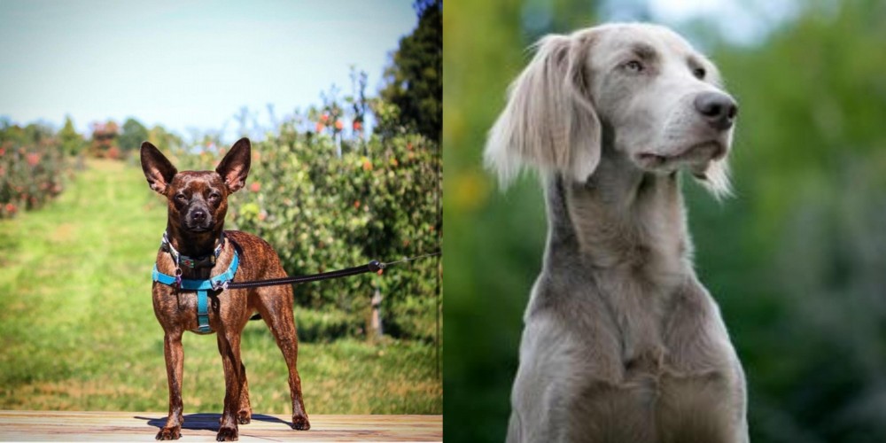 Longhaired Weimaraner vs Bospin - Breed Comparison