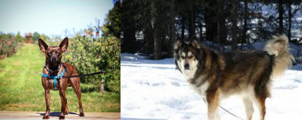 Mackenzie River Husky vs Bospin - Breed Comparison