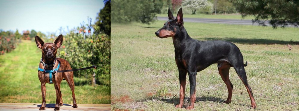 Manchester Terrier vs Bospin - Breed Comparison