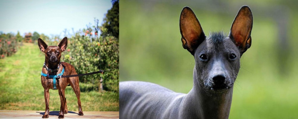 Mexican Hairless vs Bospin - Breed Comparison