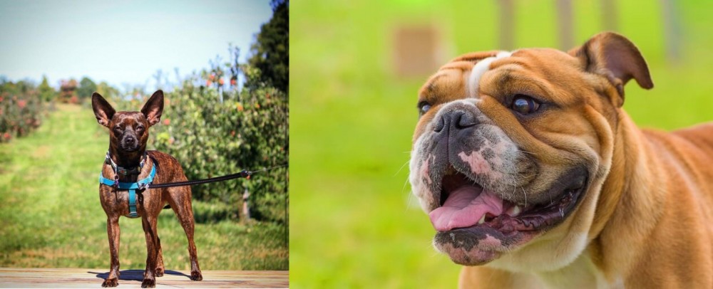 Miniature English Bulldog vs Bospin - Breed Comparison