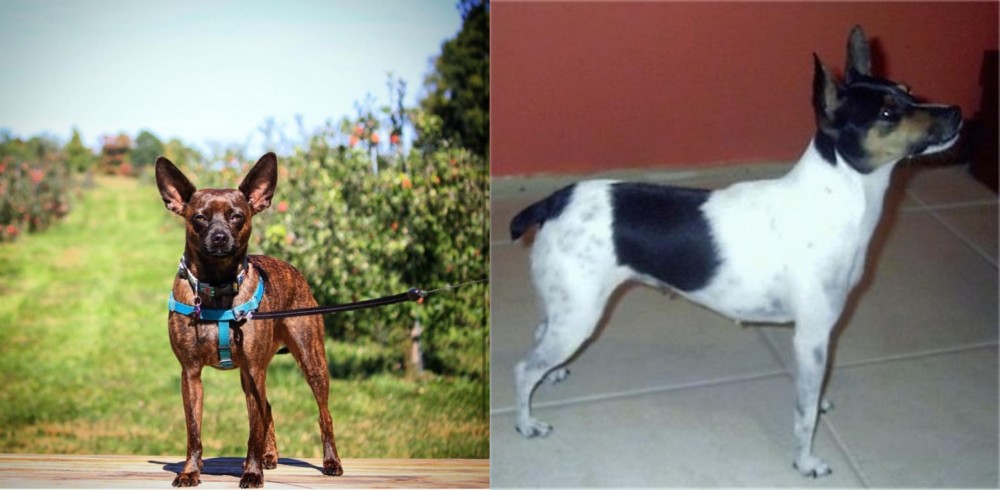Miniature Fox Terrier vs Bospin - Breed Comparison