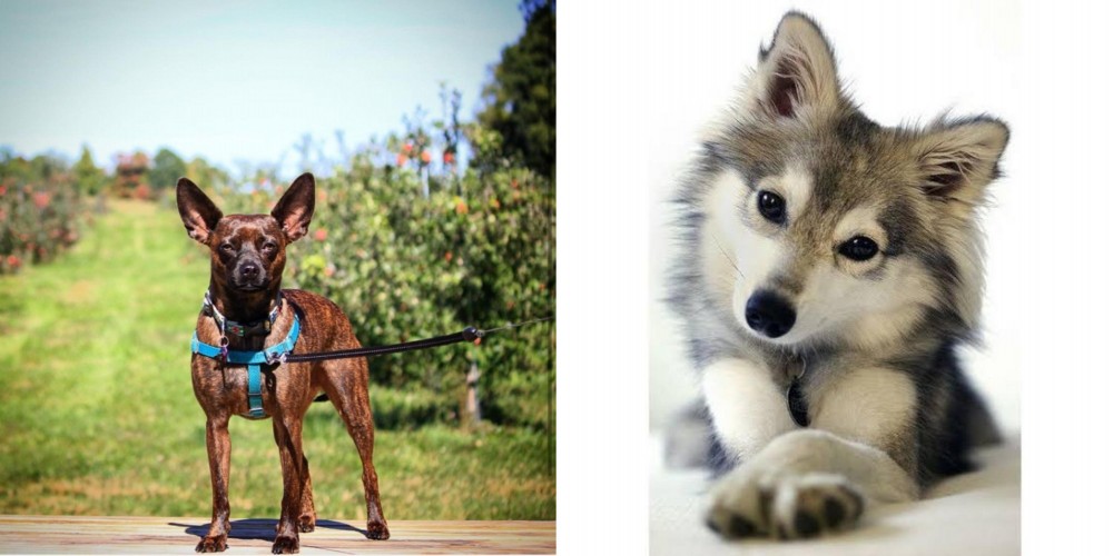 Miniature Siberian Husky vs Bospin - Breed Comparison