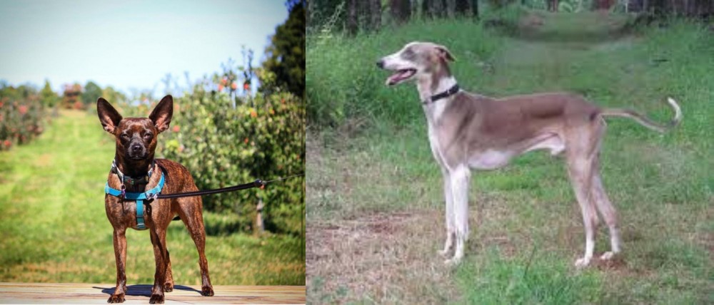 Mudhol Hound vs Bospin - Breed Comparison