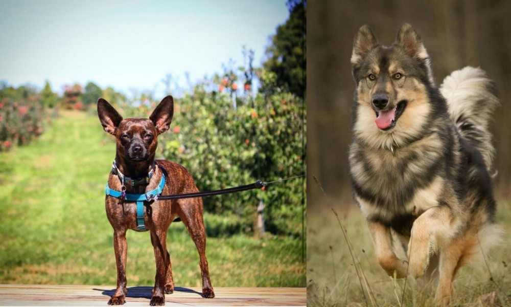 Native American Indian Dog vs Bospin - Breed Comparison