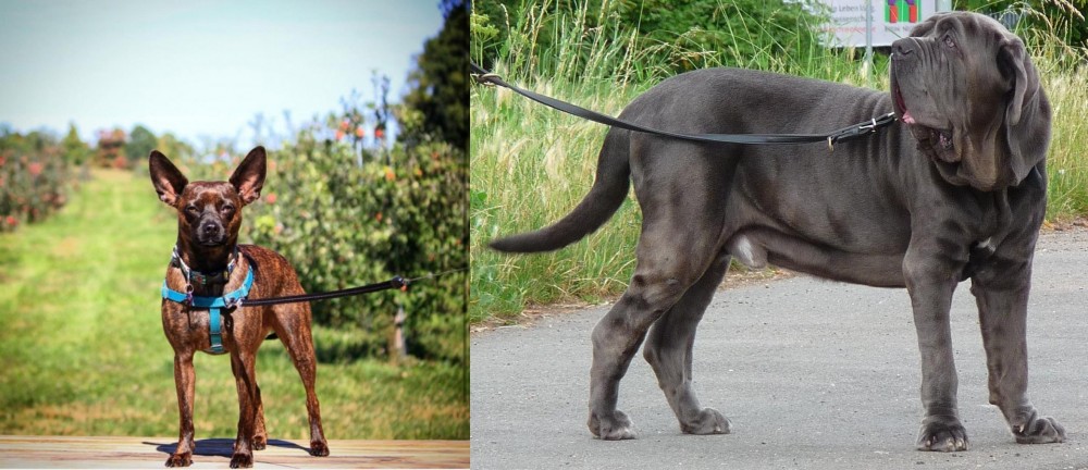 Neapolitan Mastiff vs Bospin - Breed Comparison