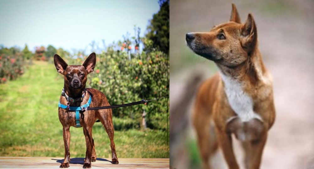 New Guinea Singing Dog vs Bospin - Breed Comparison