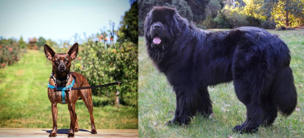 Newfoundland Dog vs Bospin - Breed Comparison