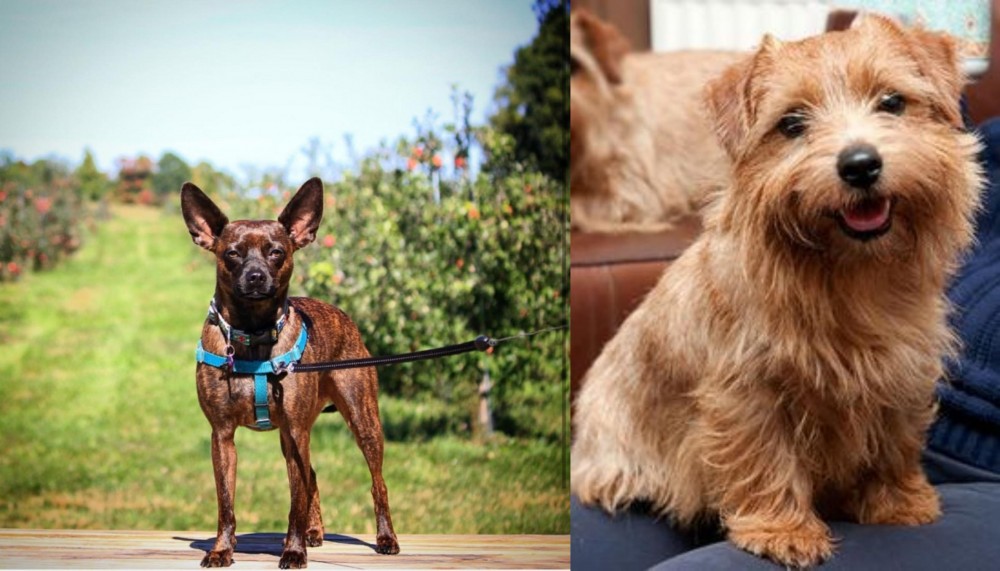 Norfolk Terrier vs Bospin - Breed Comparison