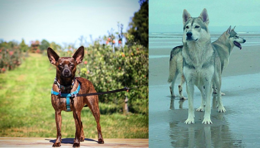 Northern Inuit Dog vs Bospin - Breed Comparison
