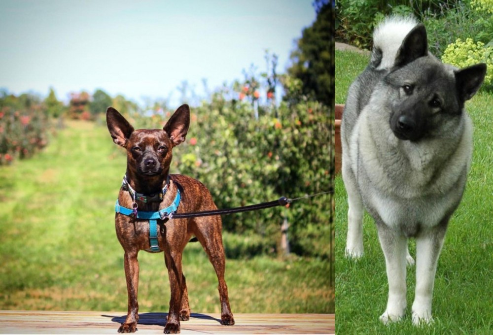Norwegian Elkhound vs Bospin - Breed Comparison
