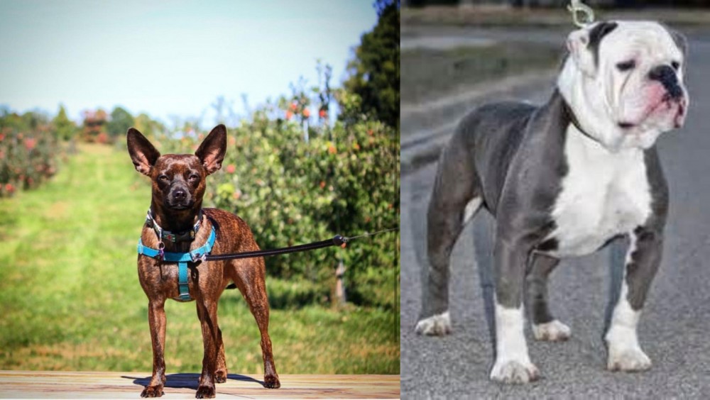 Old English Bulldog vs Bospin - Breed Comparison