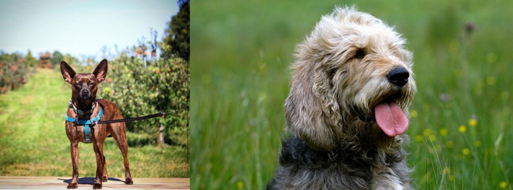 Otterhound vs Bospin - Breed Comparison