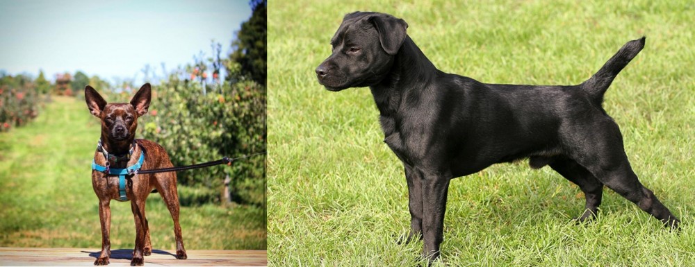 Patterdale Terrier vs Bospin - Breed Comparison