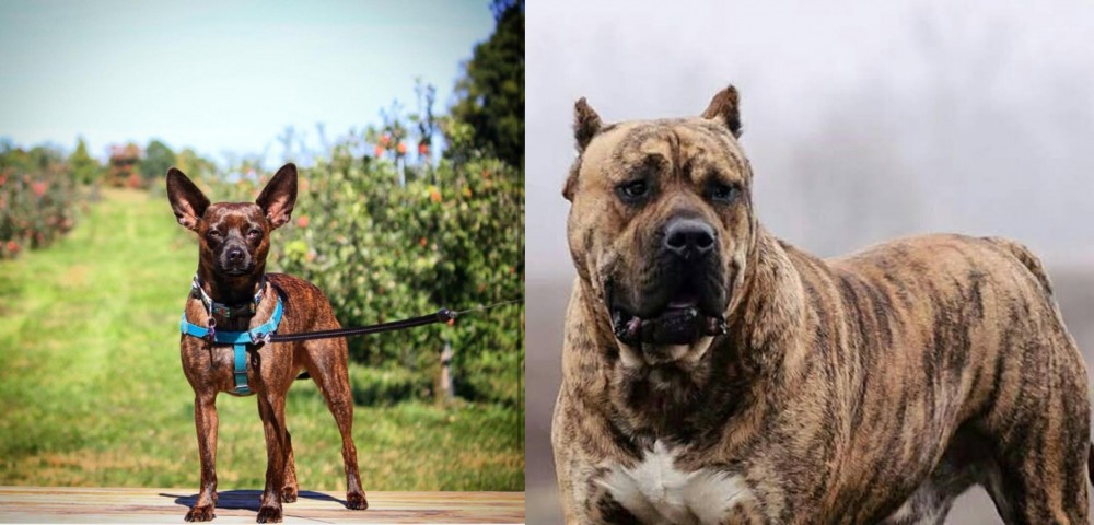 Perro de Presa Canario vs Bospin - Breed Comparison
