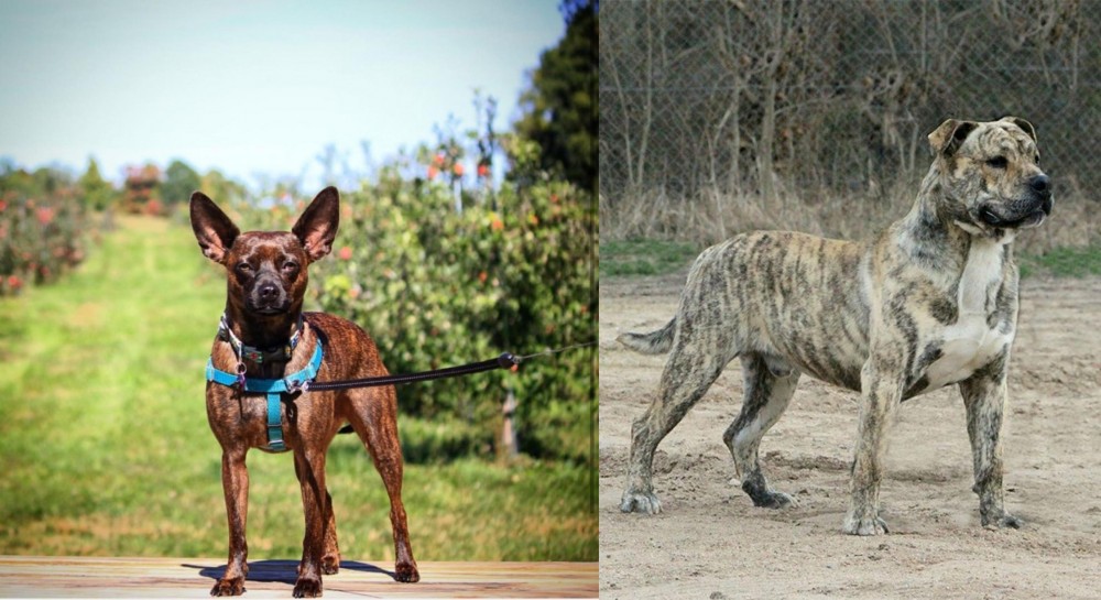 Perro de Presa Mallorquin vs Bospin - Breed Comparison