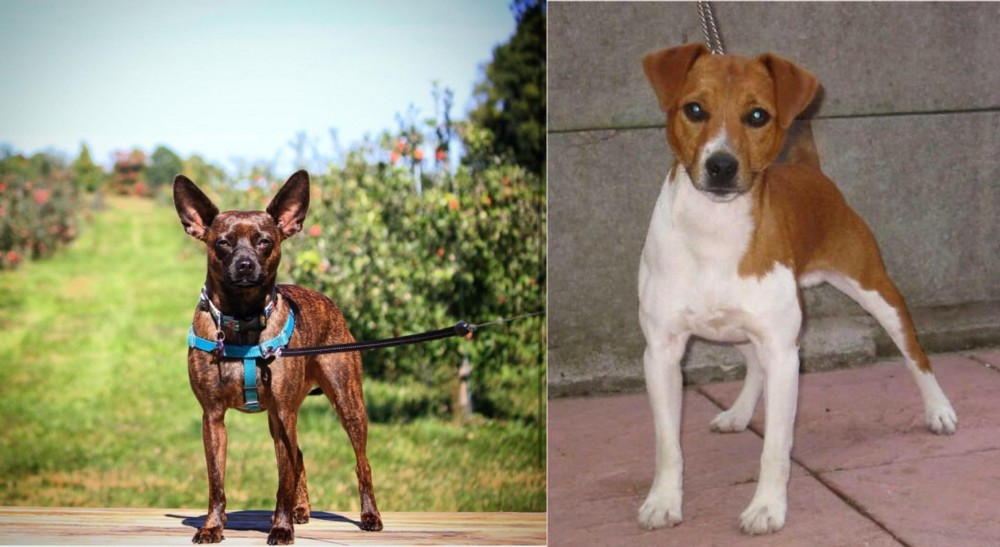 Plummer Terrier vs Bospin - Breed Comparison