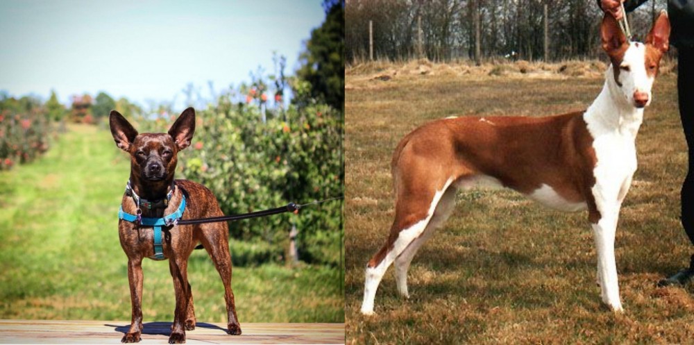 Podenco Canario vs Bospin - Breed Comparison