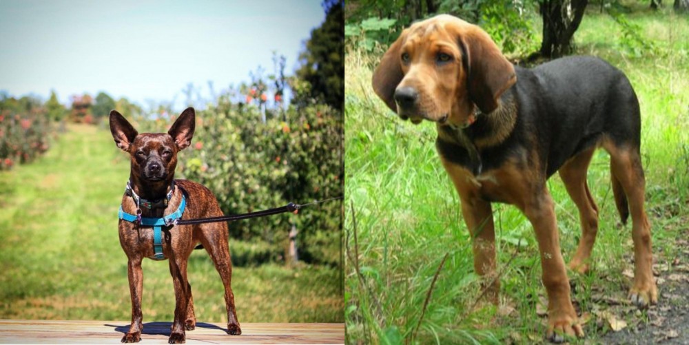 Polish Hound vs Bospin - Breed Comparison