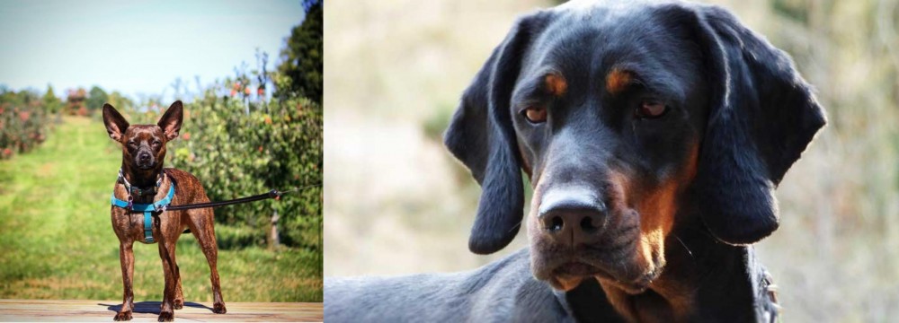 Polish Hunting Dog vs Bospin - Breed Comparison