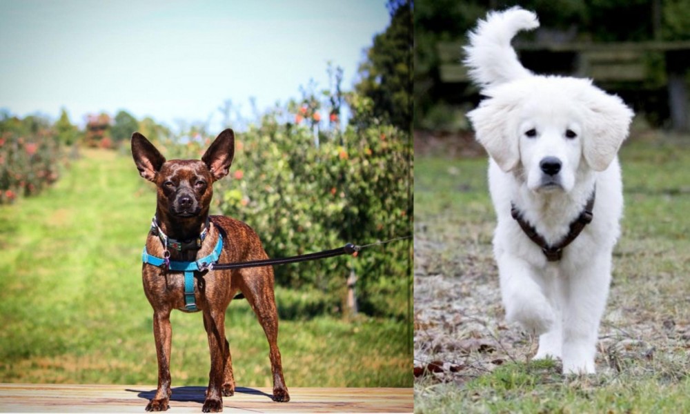 Polish Tatra Sheepdog vs Bospin - Breed Comparison