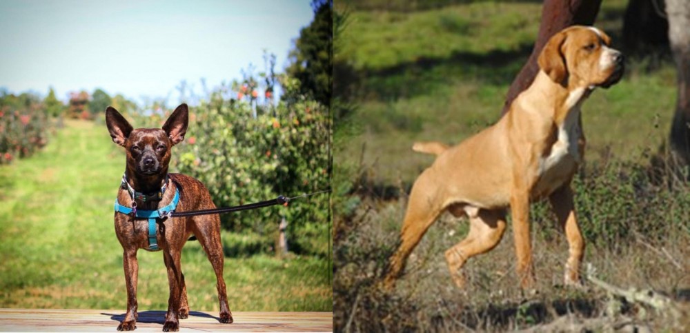Portuguese Pointer vs Bospin - Breed Comparison