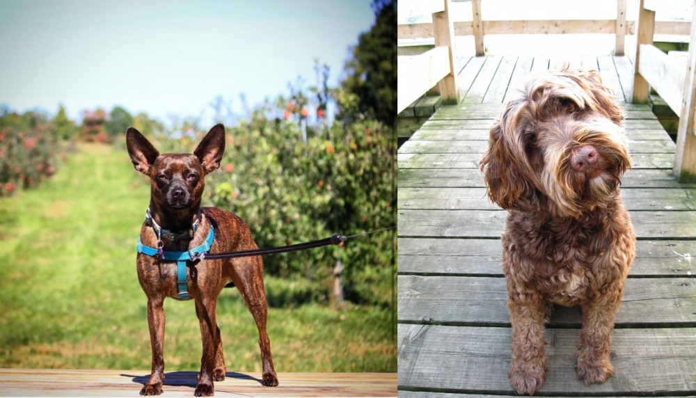 Portuguese Water Dog vs Bospin - Breed Comparison