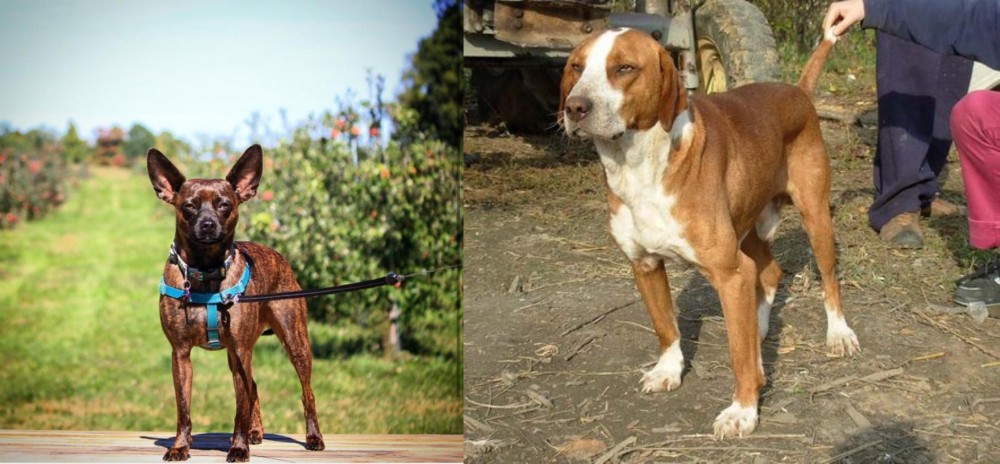 Posavac Hound vs Bospin - Breed Comparison