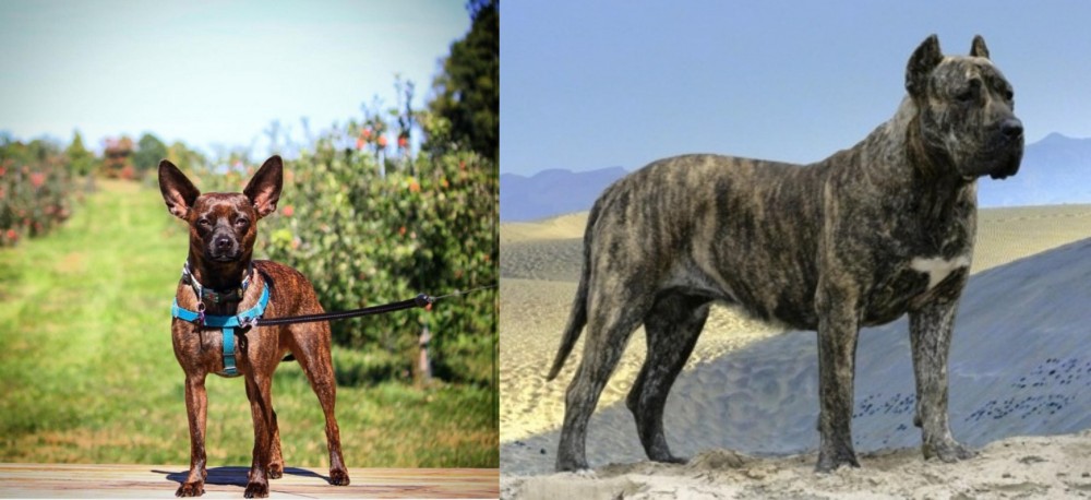 Presa Canario vs Bospin - Breed Comparison