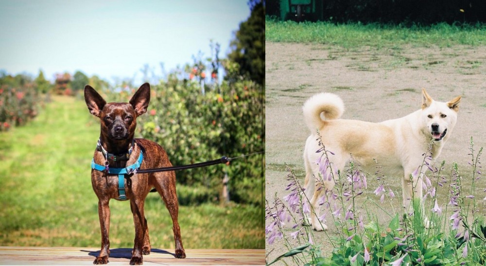 Pungsan Dog vs Bospin - Breed Comparison
