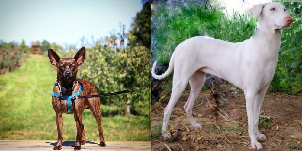 Rajapalayam vs Bospin - Breed Comparison
