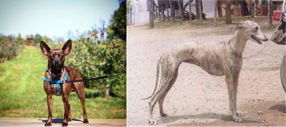 Rampur Greyhound vs Bospin - Breed Comparison