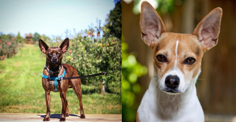 Rat Terrier vs Bospin - Breed Comparison