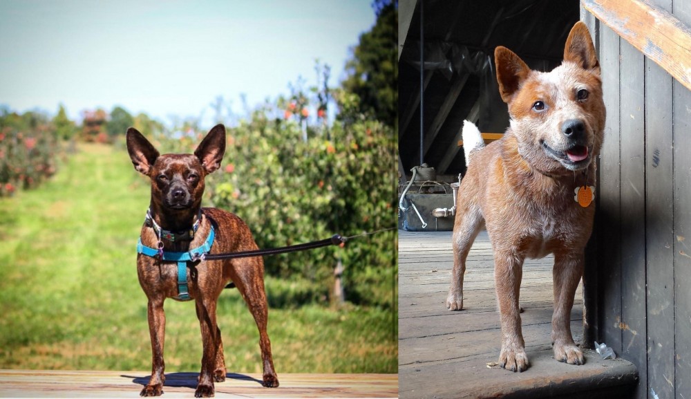 Red Heeler vs Bospin - Breed Comparison