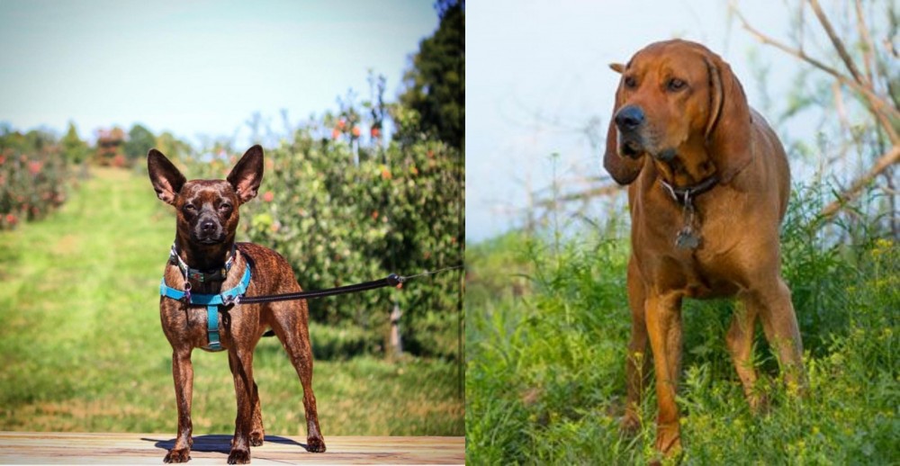 Redbone Coonhound vs Bospin - Breed Comparison