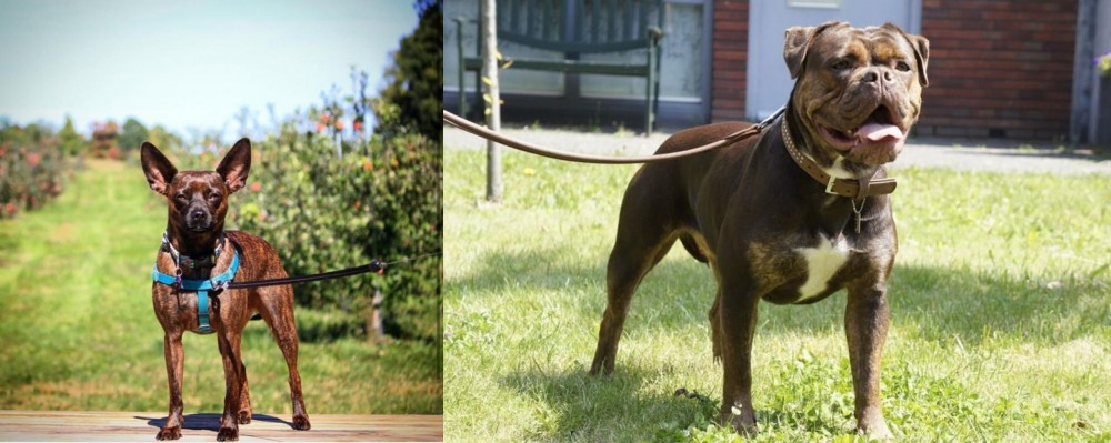 Renascence Bulldogge vs Bospin - Breed Comparison