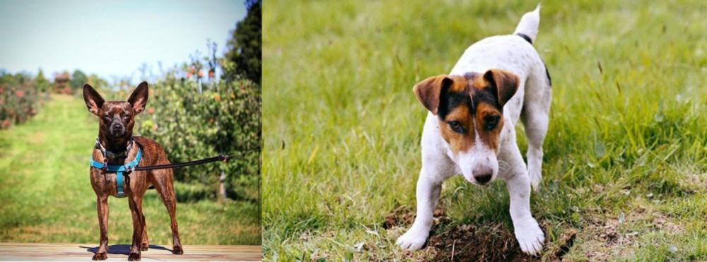 Russell Terrier vs Bospin - Breed Comparison