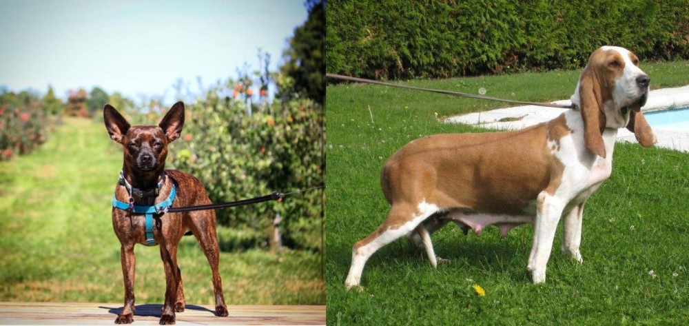 Sabueso Espanol vs Bospin - Breed Comparison