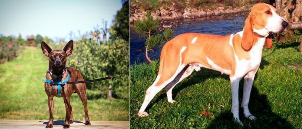 Schweizer Laufhund vs Bospin - Breed Comparison