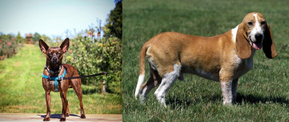 Schweizer Niederlaufhund vs Bospin - Breed Comparison