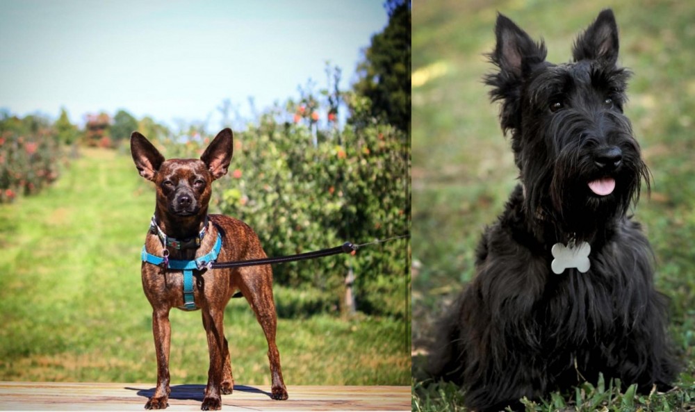Scoland Terrier vs Bospin - Breed Comparison