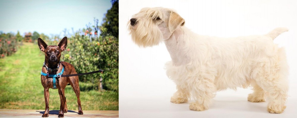 Sealyham Terrier vs Bospin - Breed Comparison
