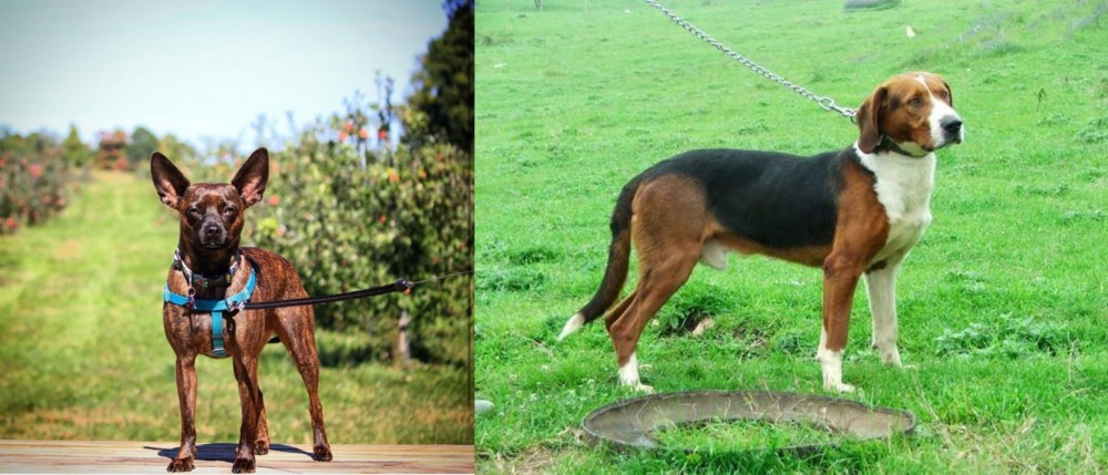 Serbian Tricolour Hound vs Bospin - Breed Comparison
