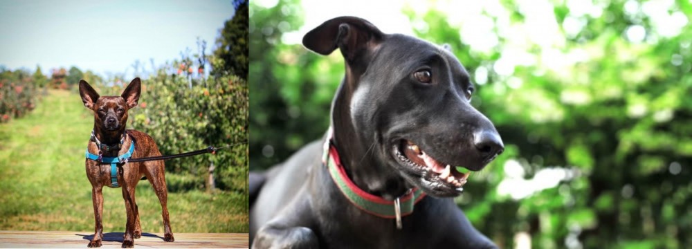 Shepard Labrador vs Bospin - Breed Comparison