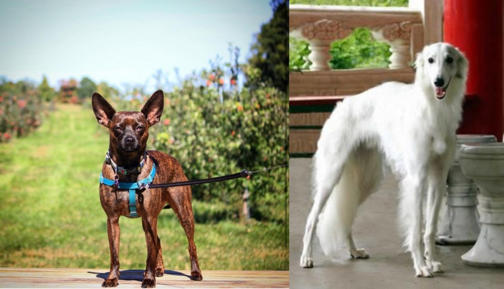 Silken Windhound vs Bospin - Breed Comparison