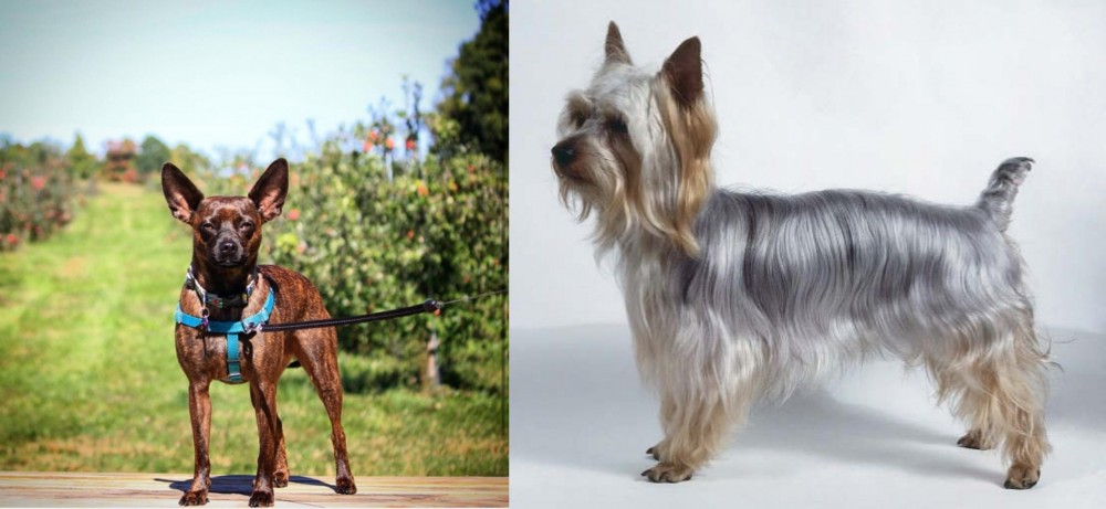 Silky Terrier vs Bospin - Breed Comparison