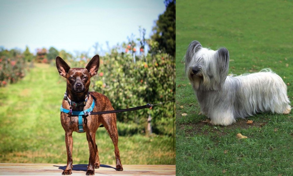 Skye Terrier vs Bospin - Breed Comparison