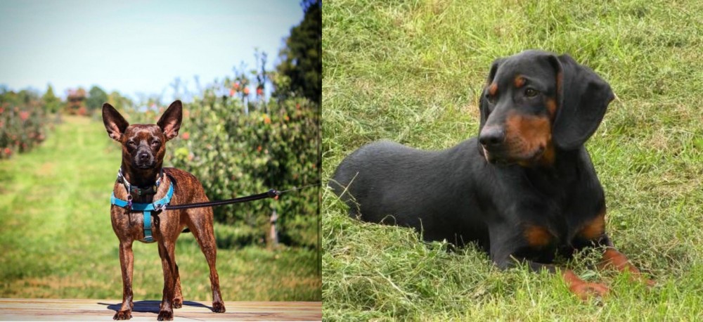 Slovakian Hound vs Bospin - Breed Comparison